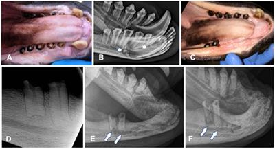 Clinical, radiographic and histological findings of seven teeth from two California sea lions (Zalophus californianus) housed under professional care